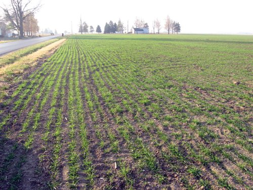 Property photo 9 - 60 Acres Offered in 2 Tracts
